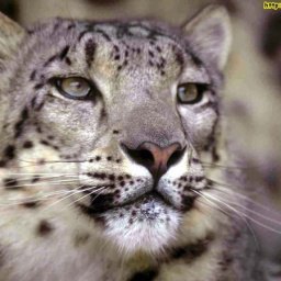 �����, �����������, 37 ���