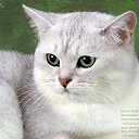 ���� ����� ���������, ������, 73 ���� - ��������� 5 ������� 2013 � ������ ���� ����������