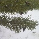  Sergey, , 63  -  12  2011   PetLove