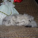 ���� Katkas, �������, 45 ��� - ��������� 5 ������ 2009 � ������ ����������