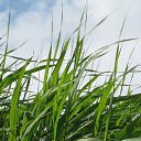  Irina, , 52  -  22  2010    