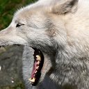 ���� Einsamer Wolf, ������������, 71 ��� - ��������� 7 ���� 2013 � ������ ���� ����������