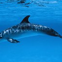 ���� Ava, ���������, 53 ���� - ��������� 16 ������� 2011 � ������ ���� ����������