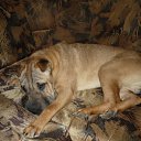 ���� ����, �������, 44 ���� - ��������� 21 ������ 2011 � ������ ���� ��������