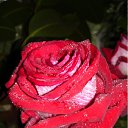 ���� ������, �����������, 65 ��� - ��������� 26 �������� 2011 � ������ �������� � �!�