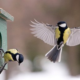 Yana, �����-���������, 48 ���