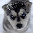  Angel, , 39  -  16  2010   