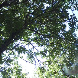 Koc���, ���������