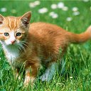 ���� ������ ~������~, ��������, 37 ��� - ��������� 27 �������� 2010 � ������ �PetLove�