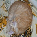 ���� �����, ��������, 58 ��� - ��������� 17 ��� 2013 � ������ ��������