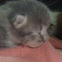 ���� ���, ����������, 41 ��� - ��������� 24 ������ 2012