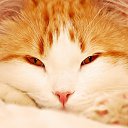 ���� �����, ������ - ��������� 26 ������ 2012 � ������ �����������