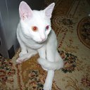 ���� ������, ������, 52 ���� - ��������� 13 ��� 2011 � ������ ��������