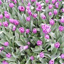 ���� �����, �������, 38 ��� - ��������� 12 ���� 2012