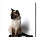 ���� ����������, ���������, 28 ��� - ��������� 4 ����� 2011