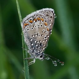 ���� �����, �����, 52 ���� - ��������� 15 �������� 2011