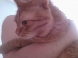 ���� ����, ������������, 51 ��� - ��������� 19 ���� 2011