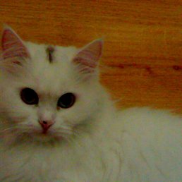 ���� ������, ����, 53 ���� - ��������� 10 ������ 2010