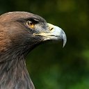 ���� �������, �������, 60 ��� - ��������� 11 ������� 2012 � ������ ���� ����������