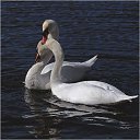 ���� ���� ���, ��������, 54 ���� - ��������� 23 ���� 2013 � ������ ���� ����������