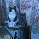  ( ), , 39  -  16  2013    