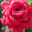 ���� �������, �������, 70 ��� - ��������� 25 �������� 2012 � ������ �������