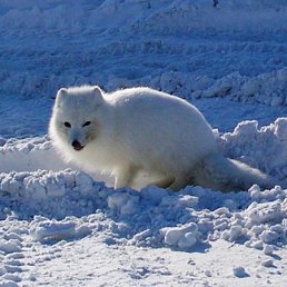 ���� ������, �����������, 70 ��� - ��������� 6 �������� 2011