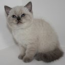  E.lena, , 62  -  2  2013    