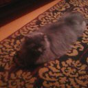 ���� ���, �����������, 46 ��� - ��������� 19 ������� 2009 � ������ �������