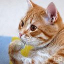 ���� ����, ����, 25 ��� - ��������� 26 ������� 2011 � ������ �Avataria�