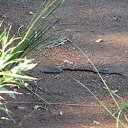 ���� Tanechka, ��������� - ��������� 16 ���� 2012 � ������ ����� �������