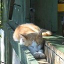 ���� ������ ~������~, ��������, 37 ��� - ��������� 27 �������� 2010 � ������ �PetLove�