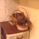  Lina, , 41  -  20  2010   moi lyubimec