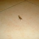 ���� Ferro, ��� - ��������� 5 ������� 2011 � ������ �������