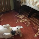 ���� �����, ���������, 53 ���� - ��������� 8 ������ 2011 � ������ ���� ��������