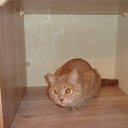 ���� �����, ���������, 54 ���� - ��������� 23 ���� 2012 � ������ �PetLove�