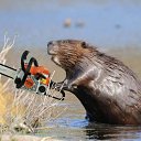 ���� ������, ��������������, 25 ��� - ��������� 5 ���� 2011 � ������ �������� ���������