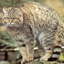 ���� �������, �����������, 53 ���� - ��������� 12 ������� 2013 � ������ ���� ����������