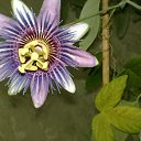 ���� ����*, ���� - ��������� 15 ������ 2012 � ������ �������