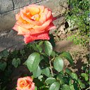 ���� ����� ����� �, �������, 56 ��� - ��������� 11 ���� 2011 � ������ �� � ��� ����, ����