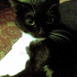 ���� �����, ���, 61 ��� - ��������� 20 ������ 2010