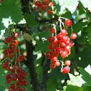  Lakostia, , 45  -  2  2011   (( !!    !! ))