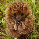 ���� Rus555, ���������, 58 ��� - ��������� 24 ������ 2011