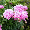 ���� �������, ���������, 69 ��� - ��������� 17 ������� 2011 � ������ ���� ��������