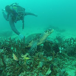 ���� Svyatoslav, �����������, 54 ���� - ��������� 29 ������ 2013