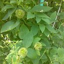 ���� Rina, �������, 39 ��� - ��������� 26 ������ 2010 � ������ ��������