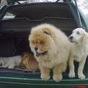 Sergey, , 63  -  12  2011   PetLove