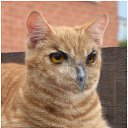 ���� ����! ���, ������������, 53 ���� - ��������� 14 ������ 2010 � ������ ����� ��������