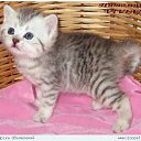 ���� ����, ������������ - ��������� 18 �������� 2011 � ������ ���� ����������