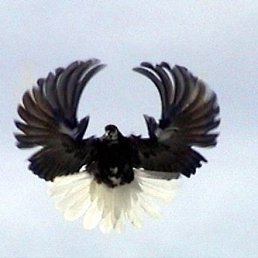 ���� ������, ������������, 40 ��� - ��������� 2 ������� 2012